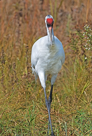 Grus americana  WHOOPING CRANE 7017098z