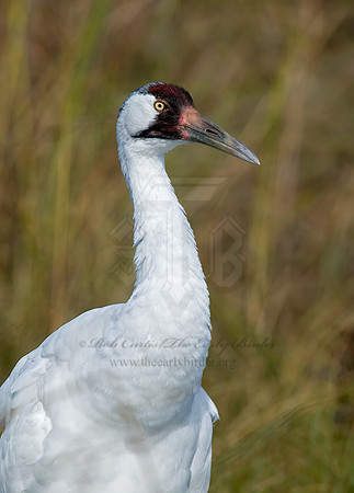 Grus americana  WHOOPING CRANE 6017450z