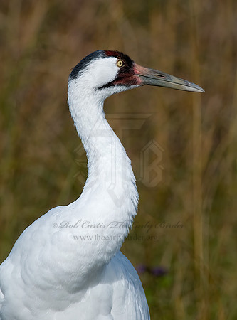 Grus americana  WHOOPING CRANE 6017451z