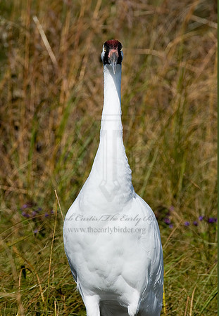 Grus americana  WHOOPING CRANE 6017453z