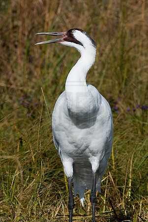Grus americana  WHOOPING CRANE 6017456z