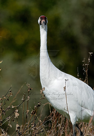 Grus americana  WHOOPING CRANE 6017461z