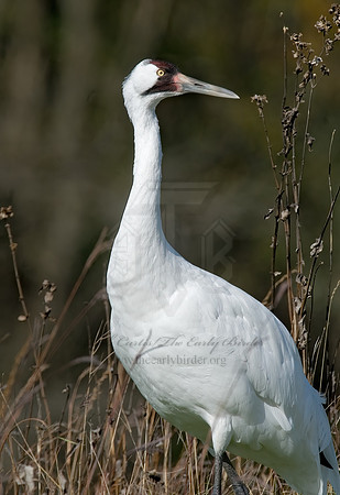 Grus americana  WHOOPING CRANE 6017465z