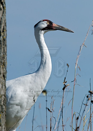 Grus americana  WHOOPING CRANE 6017507z