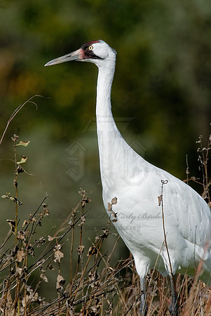 Grus americana  WHOOPING CRANE 6017462z