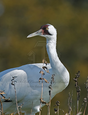 Grus americana  WHOOPING CRANE 6017510z