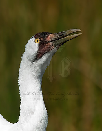 Grus americana  WHOOPING CRANE 7017085z