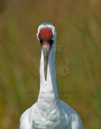 Grus americana  WHOOPING CRANE 7017081z