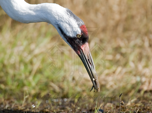 Grus americana  WHOOPING CRANE 6017552z