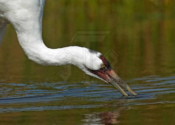 Grus americana  WHOOPING CRANE 7017083z