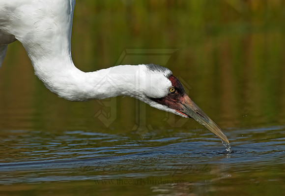 Grus americana  WHOOPING CRANE 7017084z