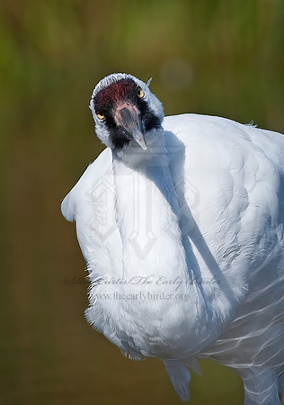 Grus americana  WHOOPING CRANE 7017096z