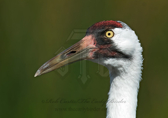 Grus americana  WHOOPING CRANE 7017088z