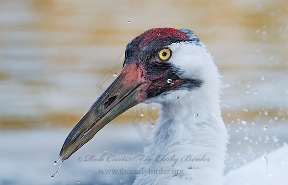 Grus americana  WHOOPING CRANE 7017113z