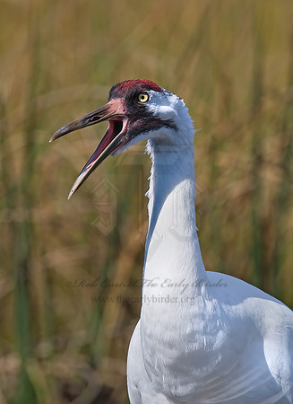 Grus americana  WHOOPING CRANE 7017107z
