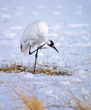 Grus americana  WHOOPING CRANE 120715z