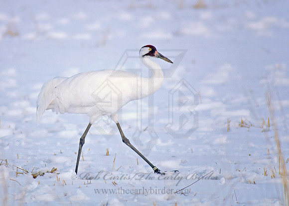Grus americana  WHOOPING CRANE 120709z