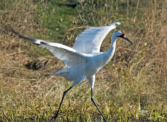 Grus americana  WHOOPING CRANE 6017414z