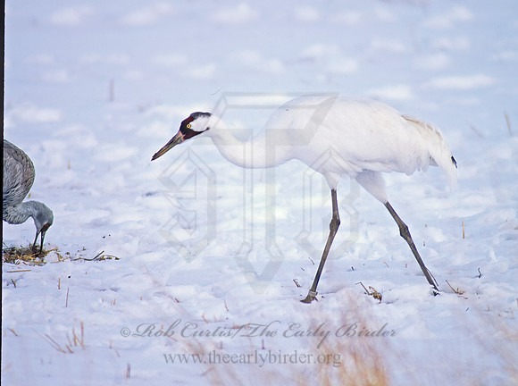 Grus americana  WHOOPING CRANE 120719z