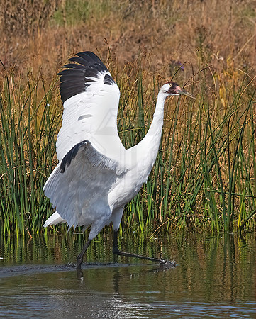 Grus americana  WHOOPING CRANE 8018866z