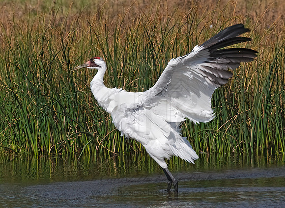 Grus americana  WHOOPING CRANE 8018872z