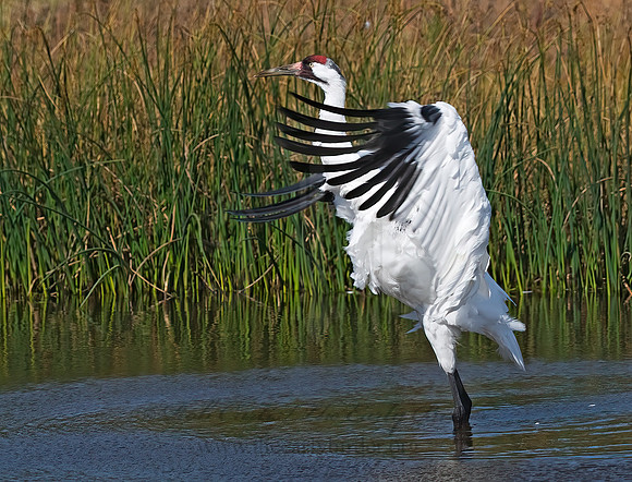 Grus americana  WHOOPING CRANE 8018886z