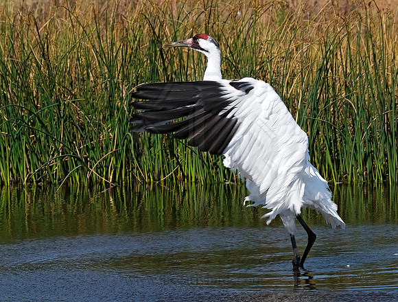 Grus americana  WHOOPING CRANE 8018887z