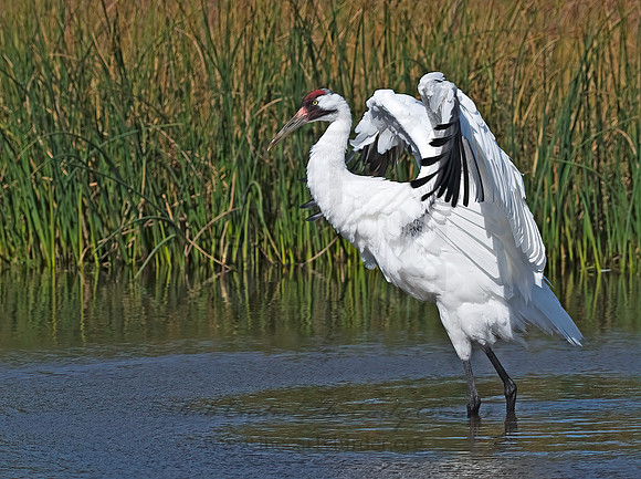 Grus americana  WHOOPING CRANE 8018889z