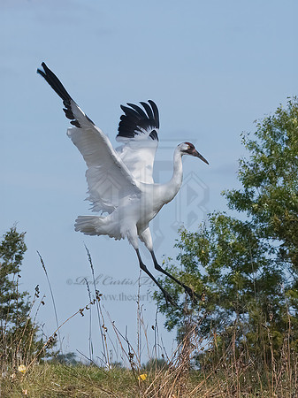 Grus americana  WHOOPING CRANE 8018916z