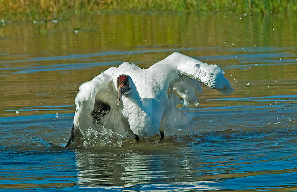 Grus americana  WHOOPING CRANE 4003605z