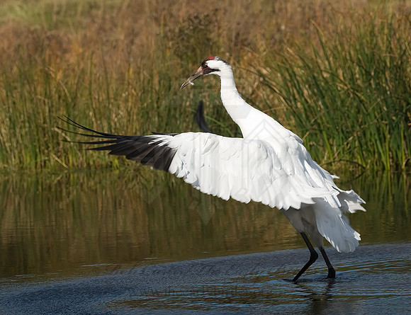 Grus americana  WHOOPING CRANE 8018895z