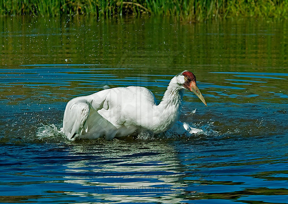 Grus americana  WHOOPING CRANE 4003607z