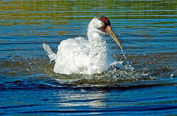 Grus americana  WHOOPING CRANE 5016318z