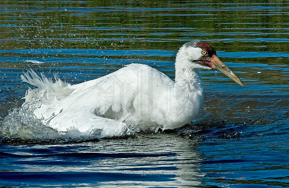 Grus americana  WHOOPING CRANE 5016322z