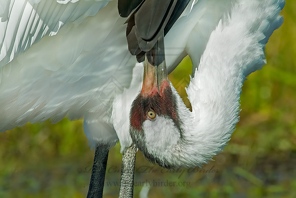 Grus americana  WHOOPING CRANE 4003611z
