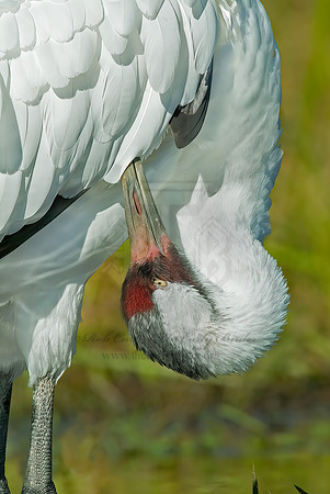 Grus americana  WHOOPING CRANE 4003612z