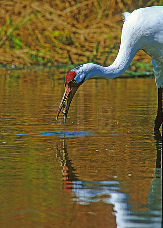Grus americana  WHOOPING CRANE 182317z