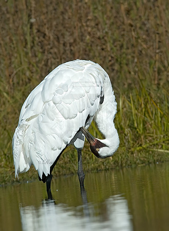 Grus americana  WHOOPING CRANE 5016333z