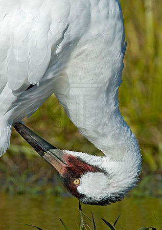 Grus americana  WHOOPING CRANE 5016352z