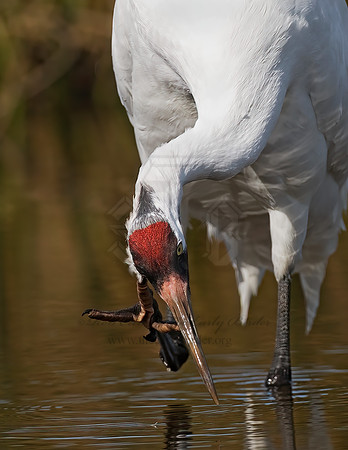 Grus americana  WHOOPING CRANE 7017102z