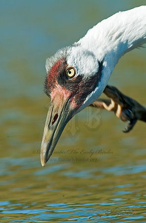 Grus americana  WHOOPING CRANE 4003601z