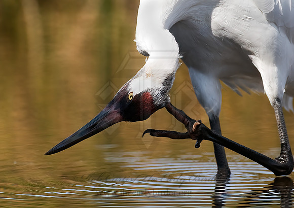 Grus americana  WHOOPING CRANE 7017112z