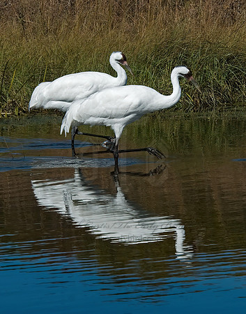 Grus americana  WHOOPING CRANE 6017584z