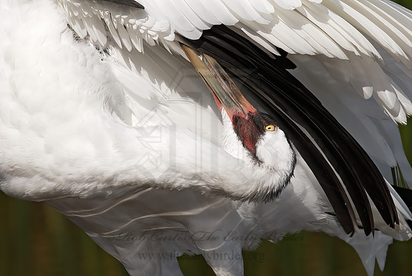 Grus americana  WHOOPING CRANE 7017116z