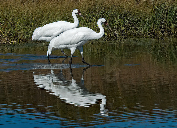 Grus americana  WHOOPING CRANE 6017585z
