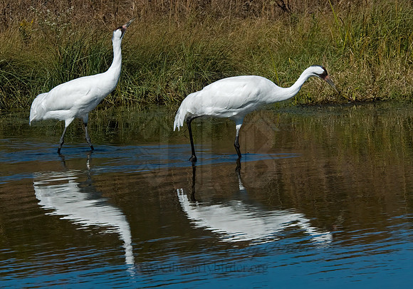 Grus americana  WHOOPING CRANE 6017587z