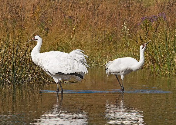 Grus americana  WHOOPING CRANE 8018901z