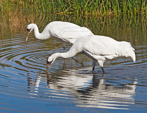 Grus americana  WHOOPING CRANE 8018822z
