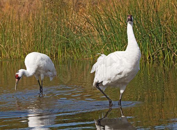 Grus americana  WHOOPING CRANE 8018906z
