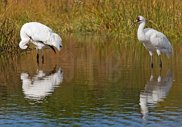 Grus americana  WHOOPING CRANE 8018904z
